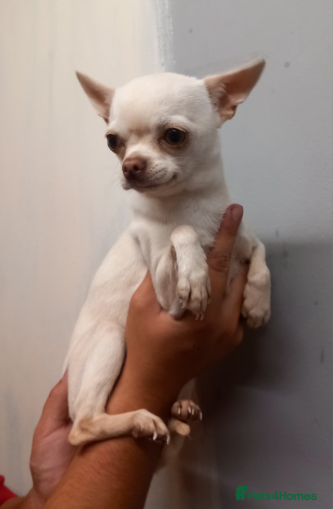 Chihuahua dogs for sale: Female applehead chihuahua - Image 5