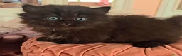 Munchkin cats for sale: 'Rughugger'Minuet kittens - Advert 18