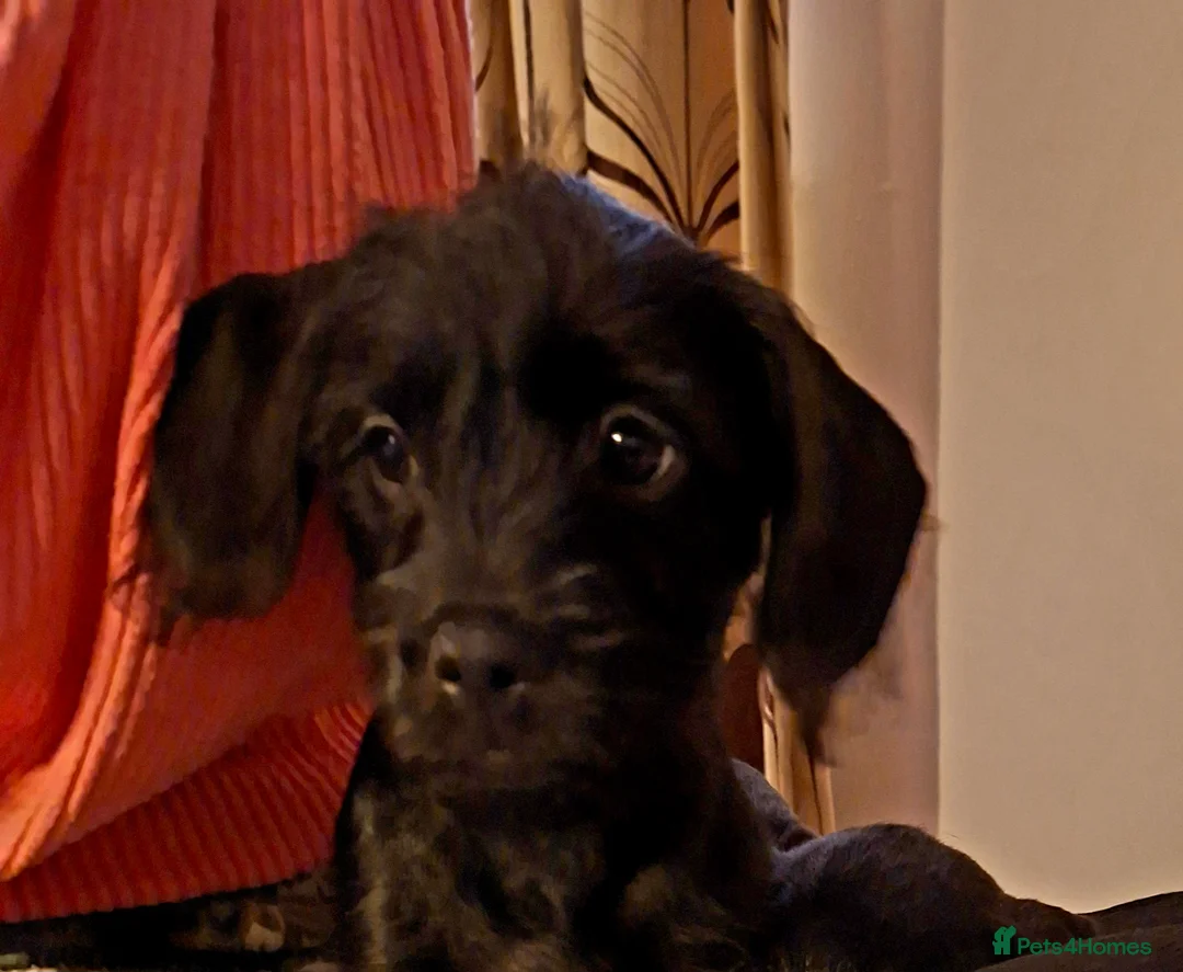 Mixed Breed dogs for sale: Miniature Poodle cross french bulldog puppies  - Advert 22