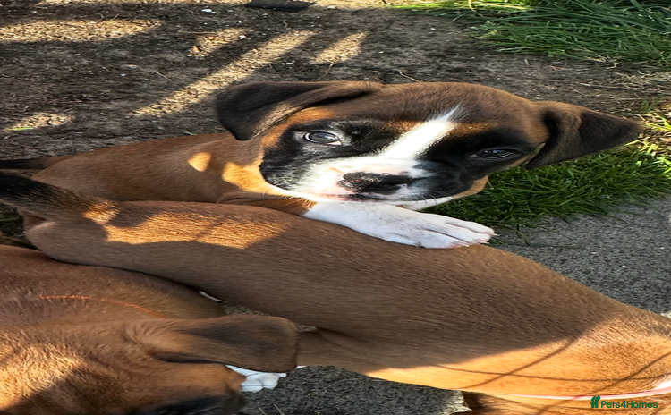 Boxer dogs - Advert 1