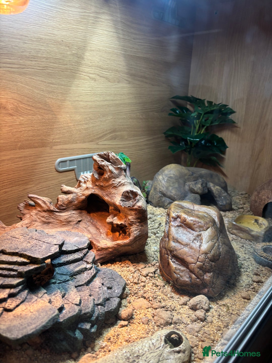 Leopard Gecko reptiles for sale: Tango Leopard Gecko - Advert 9