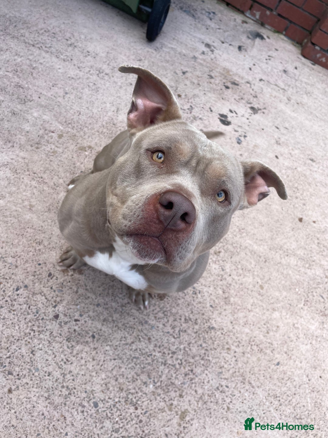 American Bully dogs for sale: 2 year old pocket bull girl - Advert 2