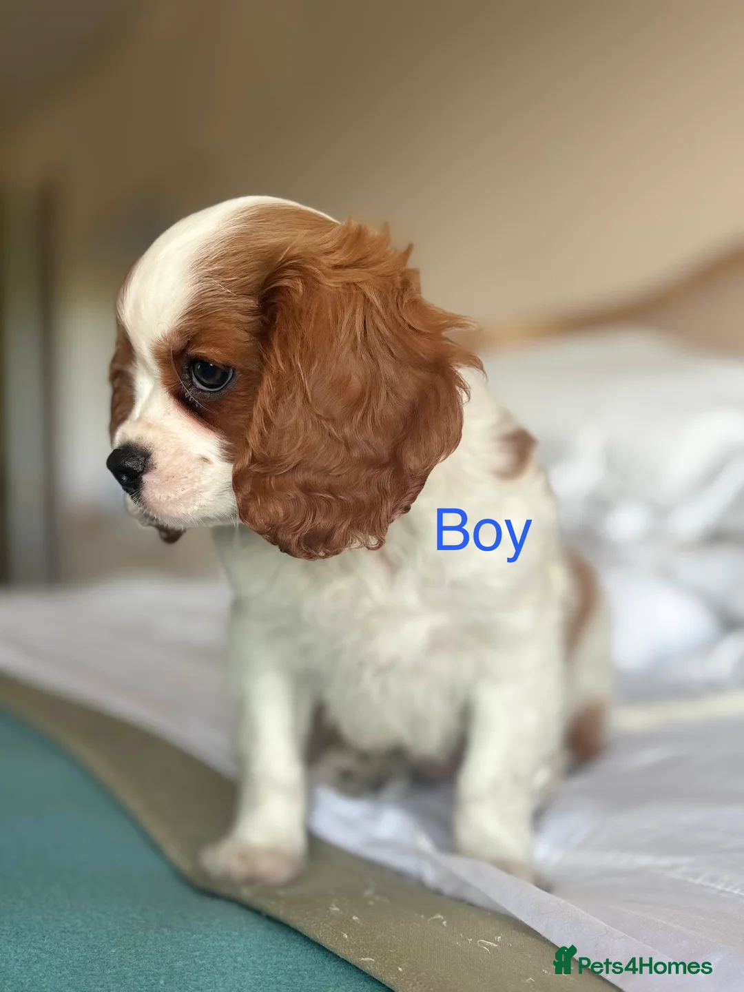Cavalier King Charles Spaniel dogs for sale: 🐾KC reg,Extensively health tested Cavalier pups🐾 - Advert 7