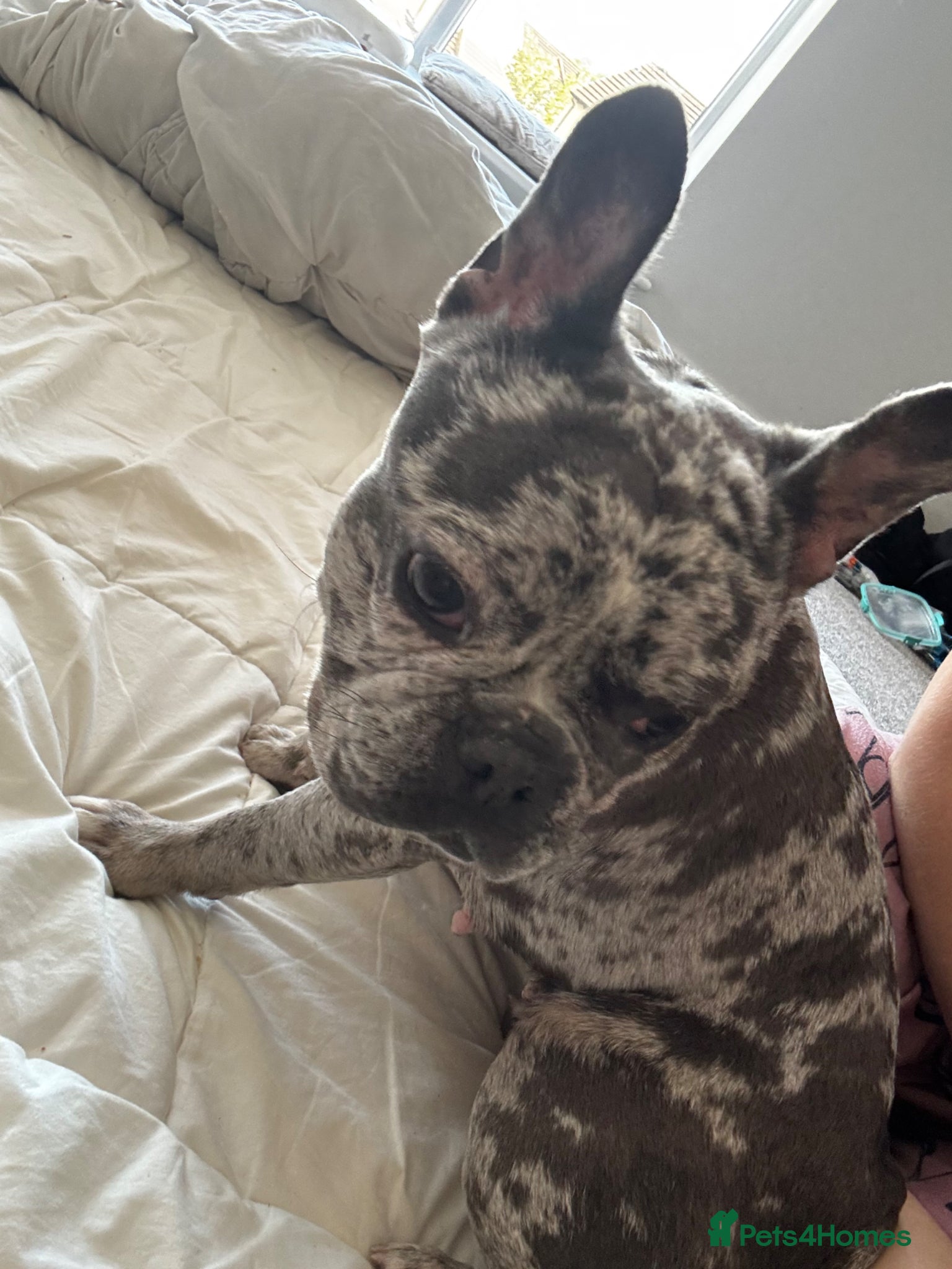French Bulldog dogs Misha - Advert 14