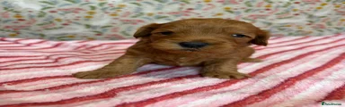 Cockapoo 6