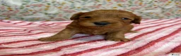 Cockapoo dogs for sale: F1b cockapoo puppies. Health tested parents.  - Advert 4