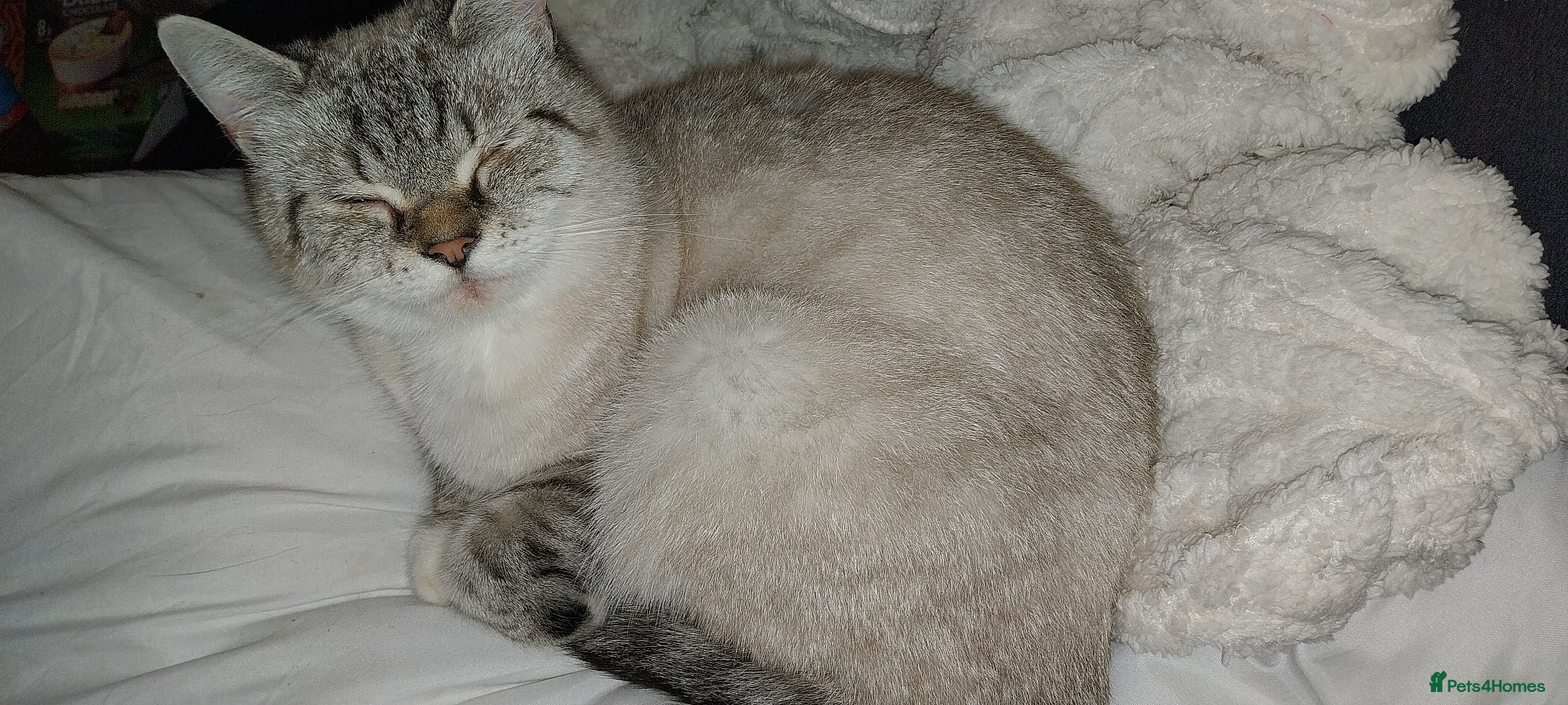 British Shorthair cats Colour point british shorthair  - Advert 13