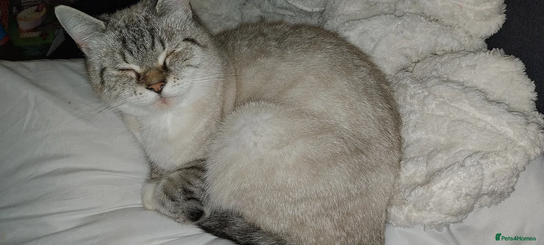 British Shorthair cats for sale: Colour point british shorthair  in Ramsgate - Advert 1