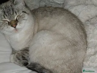 British Shorthair cats Colour point british shorthair - Advert 13