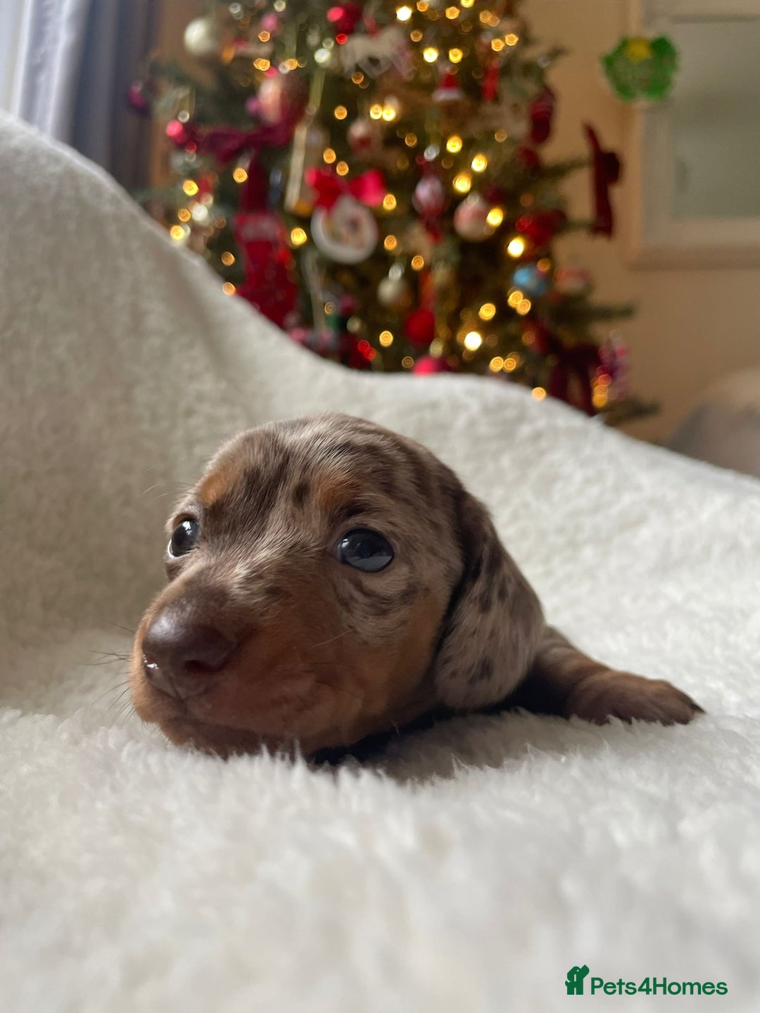 Miniature Dachshund dogs for sale: 🐾❤️ KC Reg Smooth Haired Miniature Dachshunds  - Advert 19
