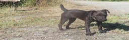 Patterdale Terrier dogs for sale: Patterdale bitch 7 month old in Bodmin - Advert 3