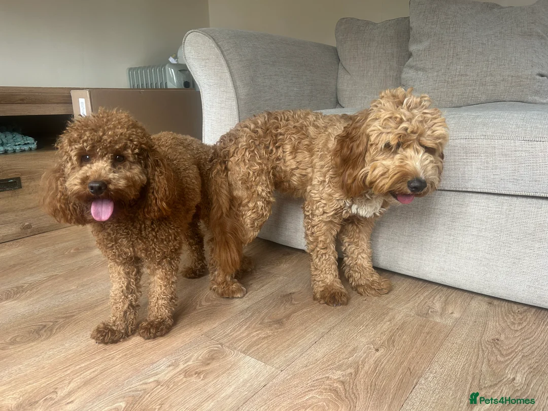 Toy Poodle dogs for stud: Kc Health tested fox red Toy poodle for stud - Advert 17