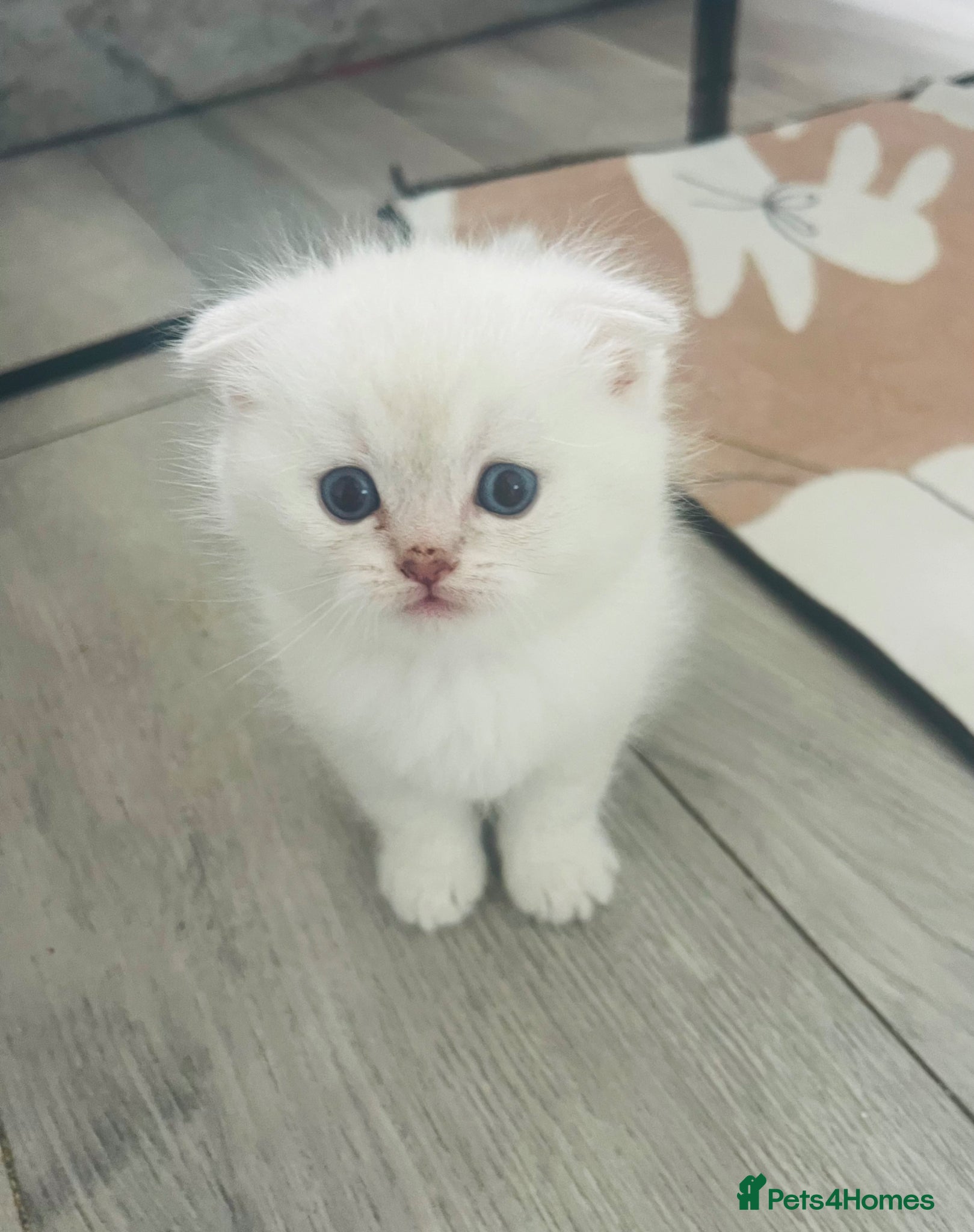 Scottish Fold cats Scottish fold and straight kittens - Advert 4