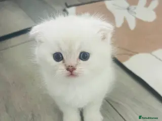 Scottish Fold cats Scottish fold and straight kittens - Advert 4