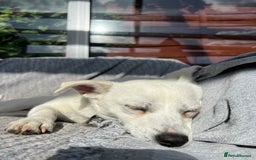 Mixed Breed dogs for adoption: 💚 Cute Ivy is Ready for her forever home! - Image 5