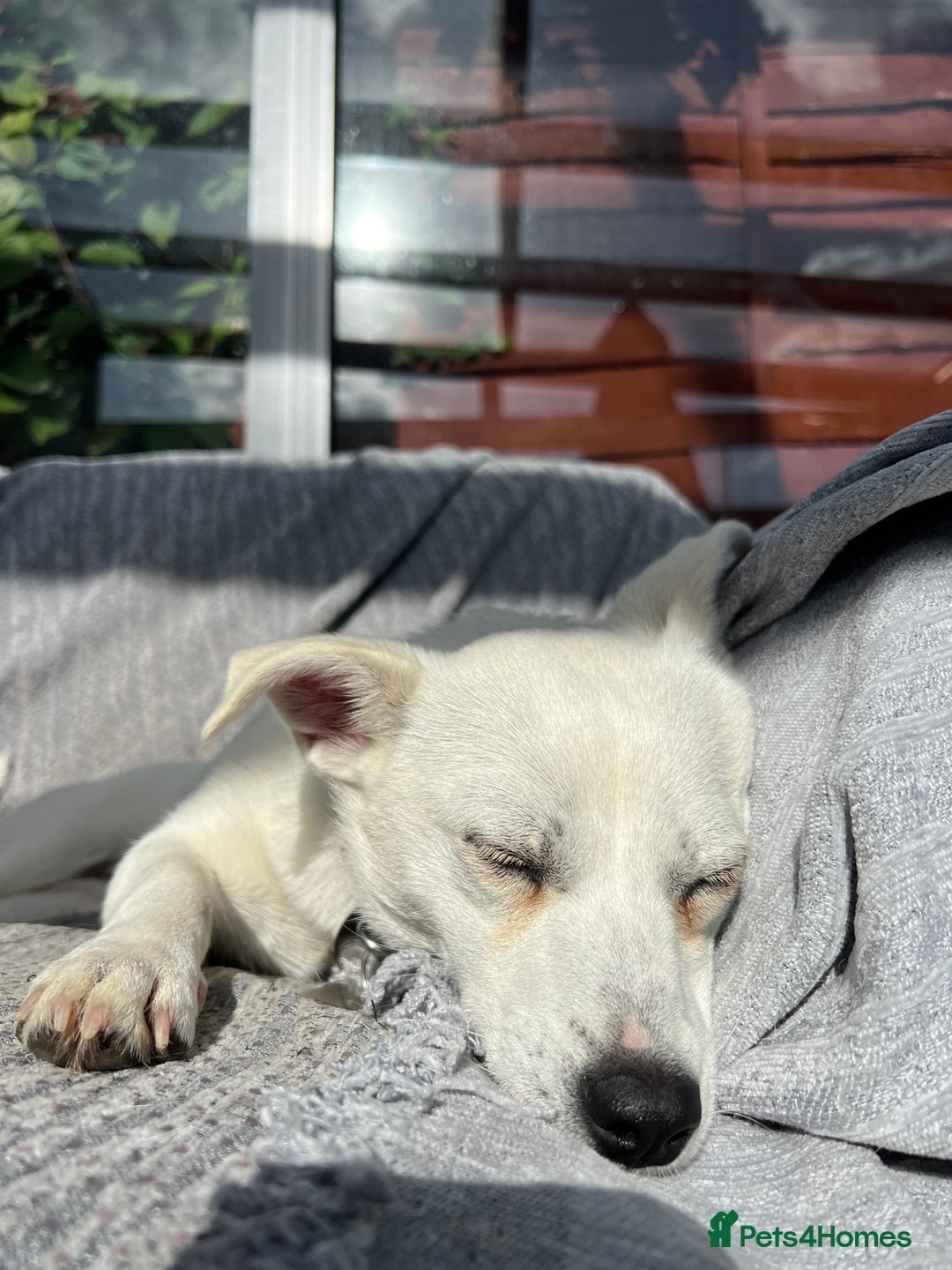 Mixed Breed dogs for adoption: 💚 Cute Ivy is Ready for her forever home! - Image 5