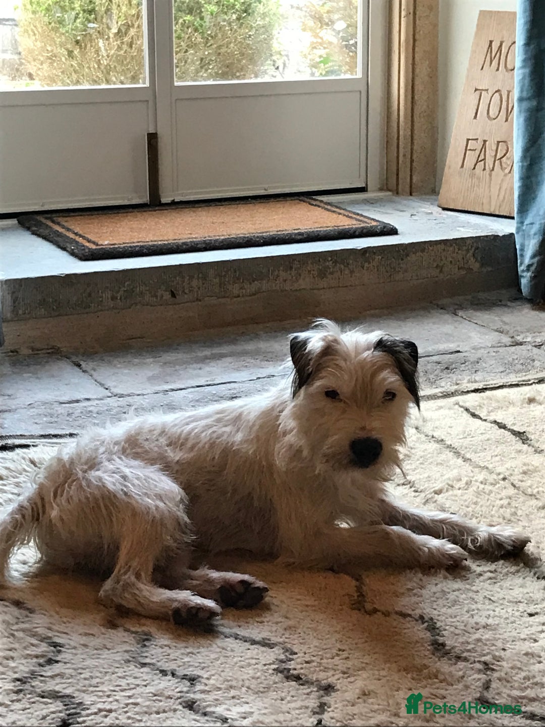 Parson Russell dogs for stud: KC reg parson Russell for stud - Advert 2