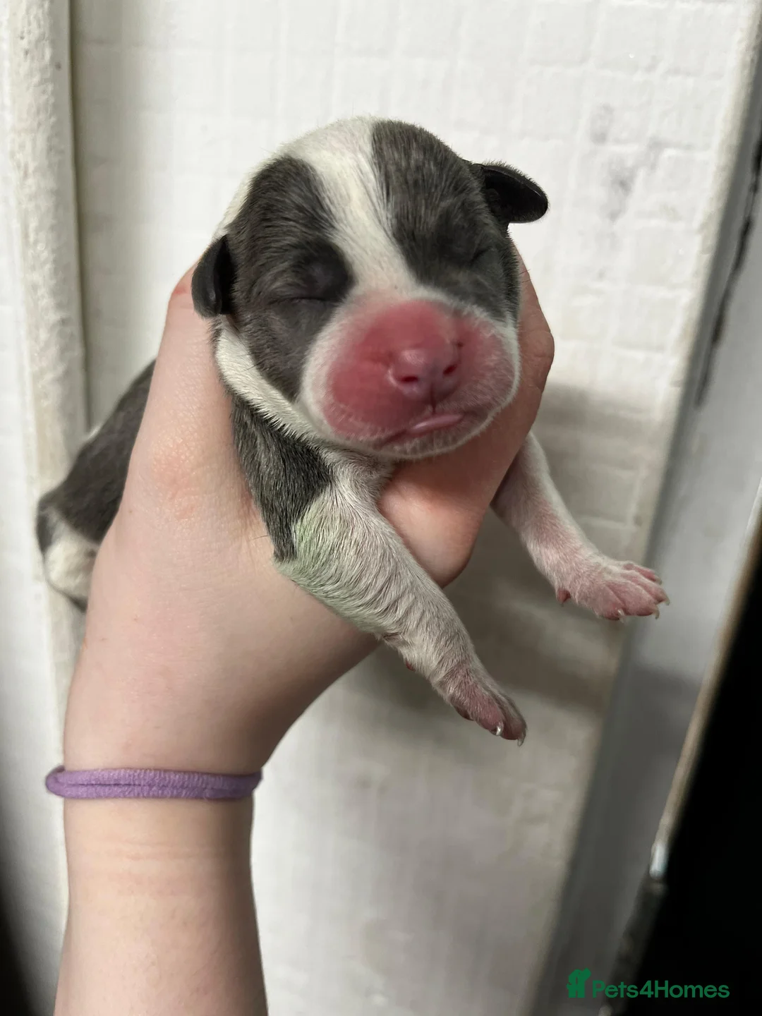 Staffordshire Bull Terrier dogs for sale: 8 blue Staffordshire bull terrier puppies  - Advert 2