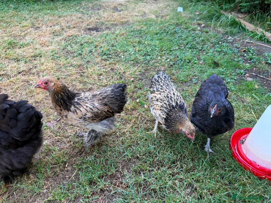 Chickens poultry for sale: Bantam chickens & cockerel  in Oxford - Advert 2