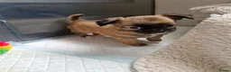 Chihuahua dogs for sale: Chihuahua puppy's  - Advert 21