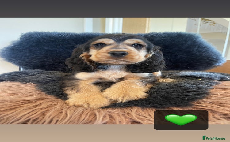Cocker Spaniel dogs - Advert 3