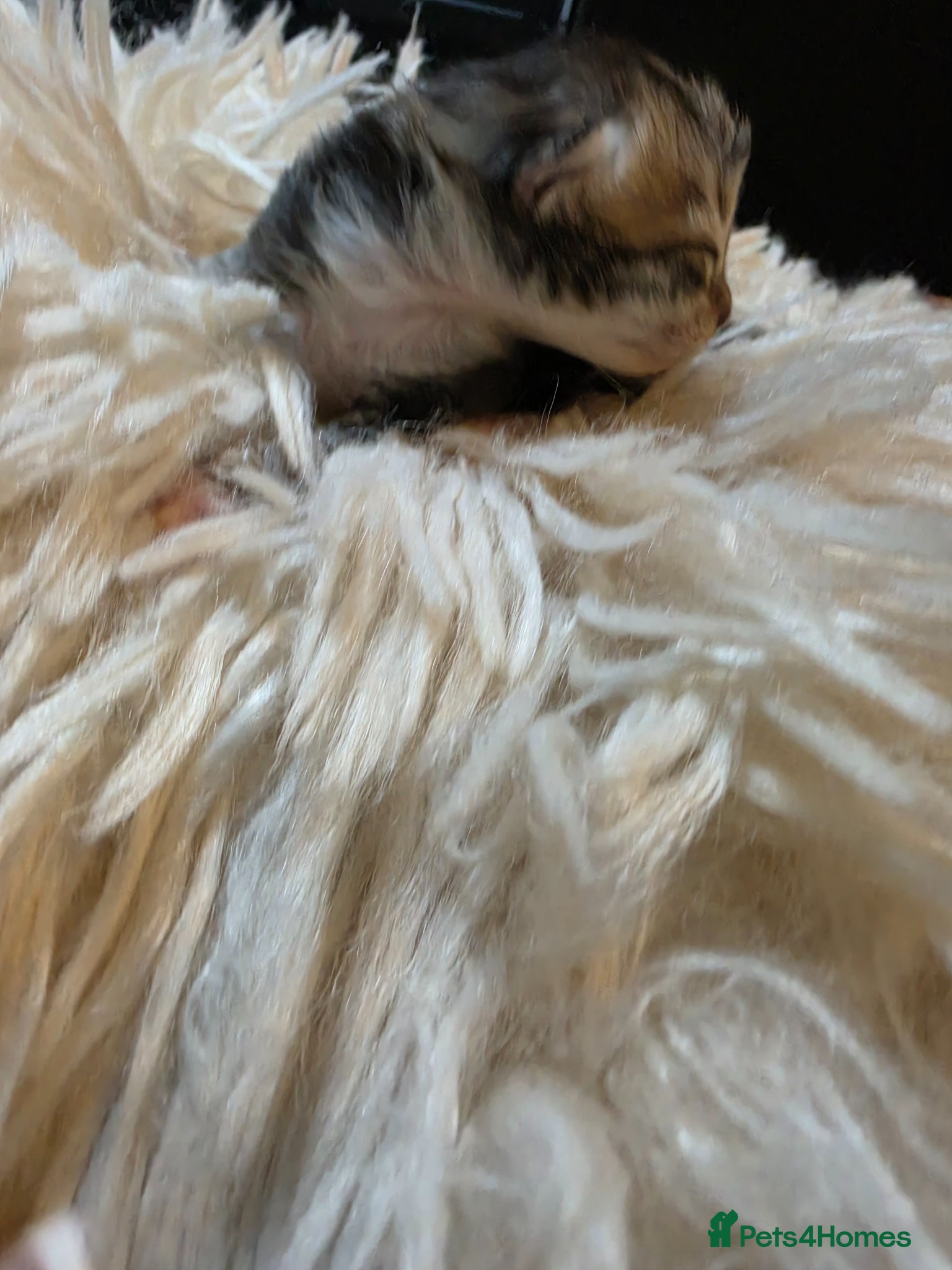 Persian cats for sale: Beautiful Persian Mix Kittens - Advert 31