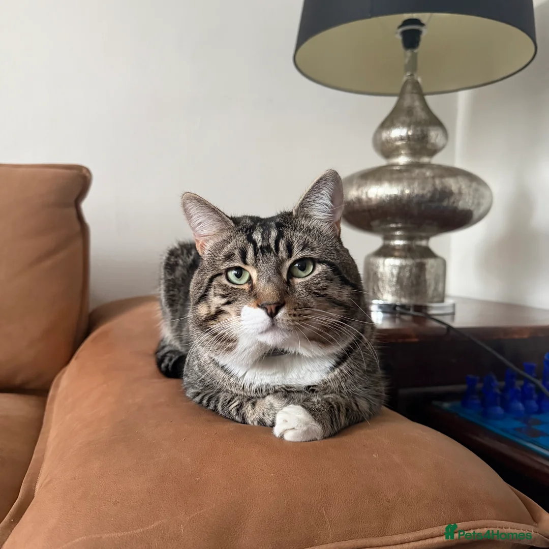 Mixed Breed cats for sale: Tabby cat  in London - Advert 3