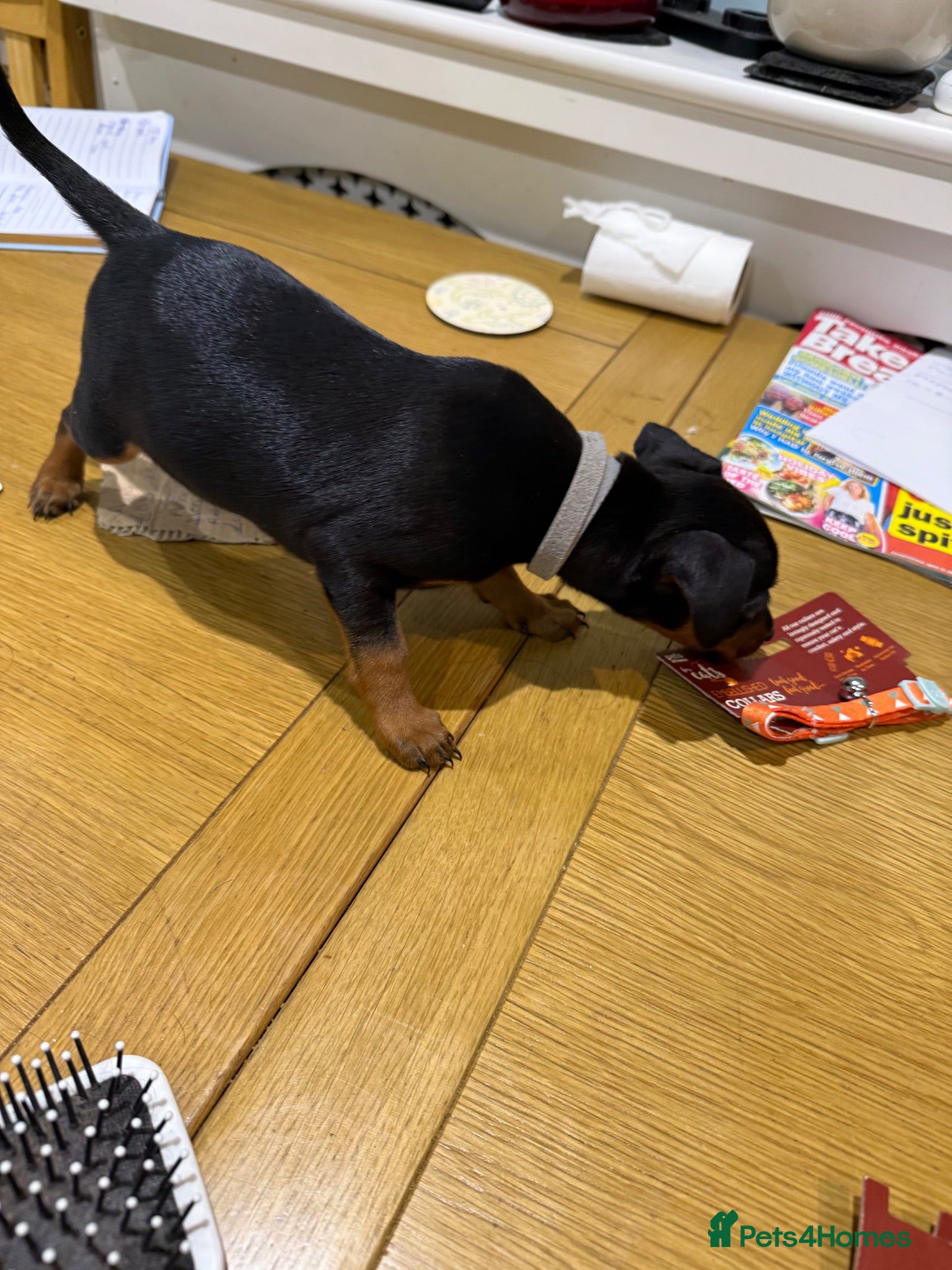 Miniature Pinscher dogs Puppies  - Advert 1
