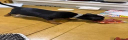 Miniature Pinscher dogs for sale: Puppies  - Advert 1