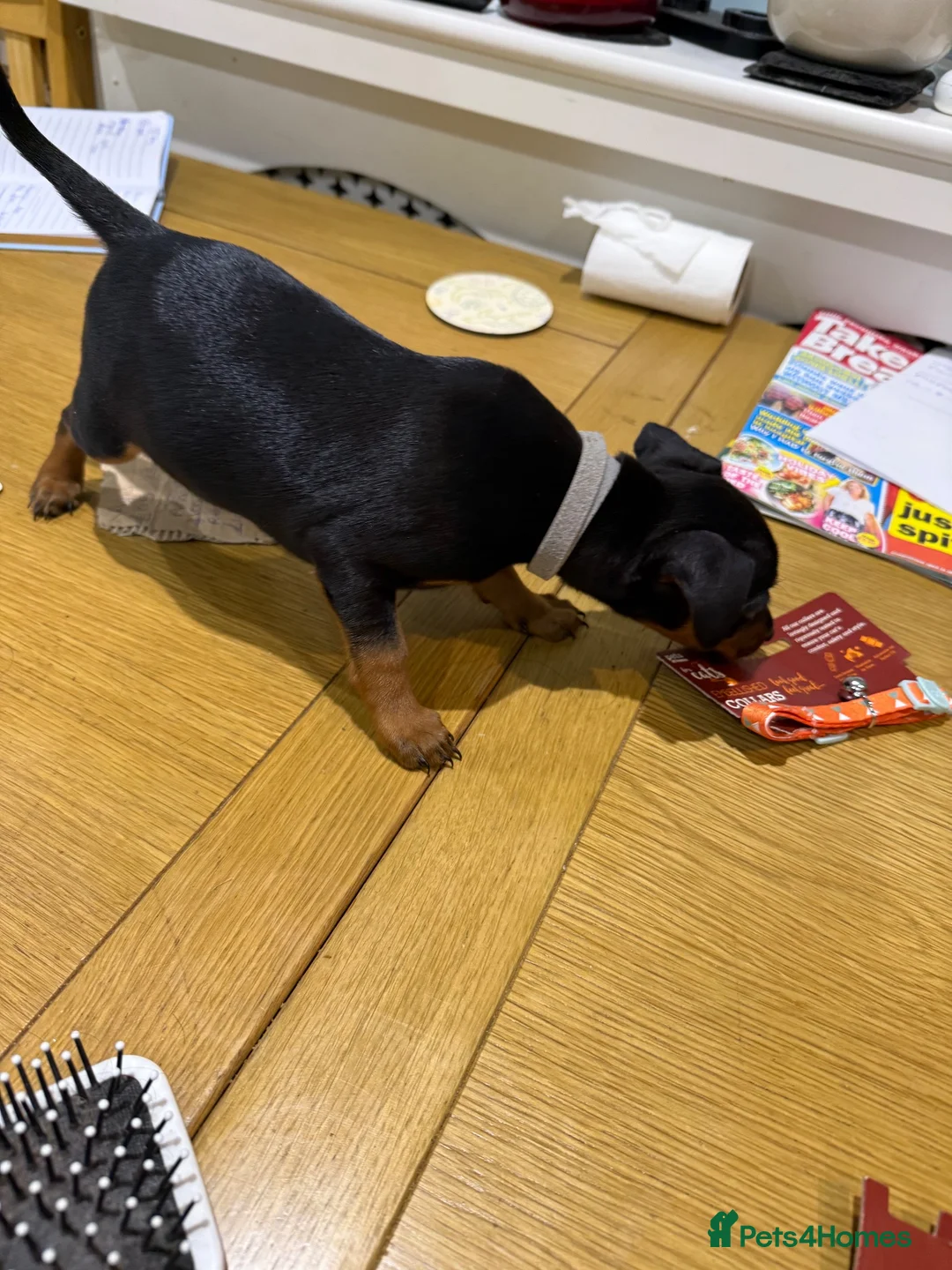 Miniature Pinscher dogs for sale: Puppies  - Advert 1
