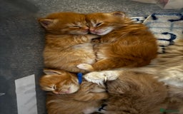 Maine Coon cats for sale: Ginger Polydactyl Main Coon kittens available - Image 19