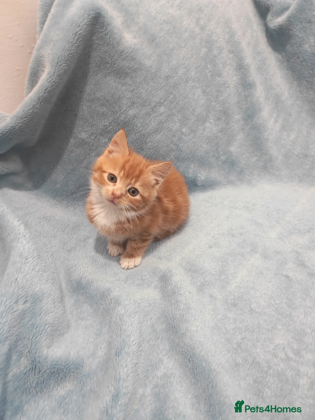 Mixed Breed cats for sale: Beautiful kittens VIDEOS - Advert 4