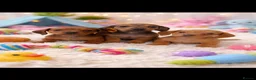 Miniature Dachshund dogs for sale: Miniature dachshund puppies 🐶 READY NOW - Advert 28