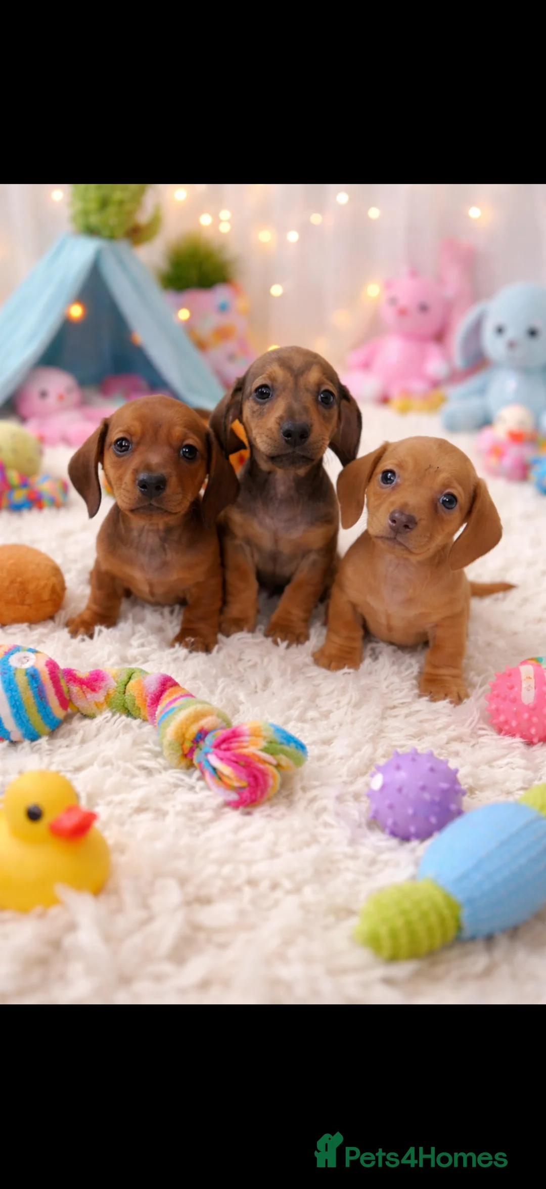 Miniature Dachshund dogs for sale: Miniature dachshund puppies 🐶 READY NOW - Advert 28