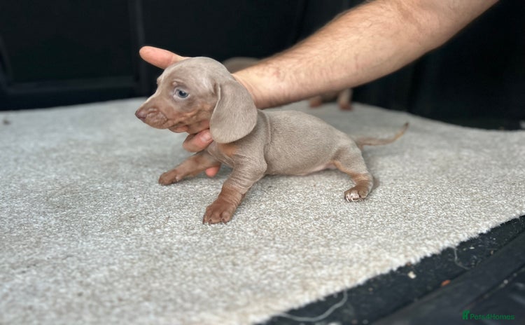 Miniature Dachshund dogs - Advert 5