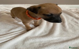 Whippet dogs for sale: 6 stunning whippet puppies  - Image 7