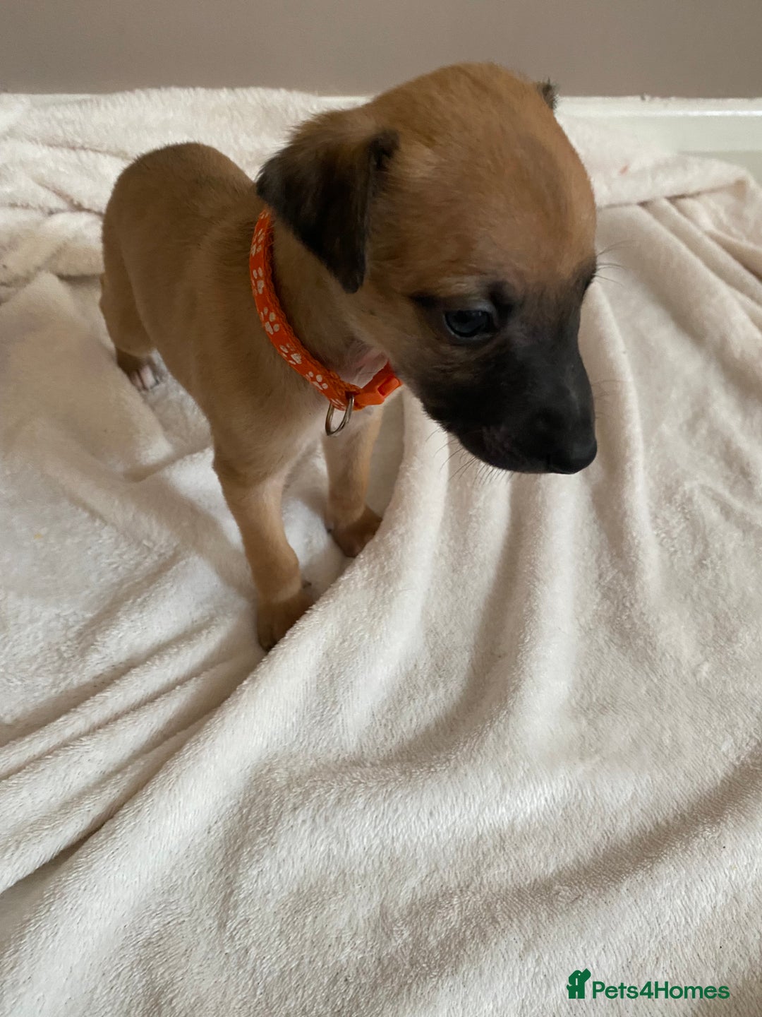 Whippet dogs for sale: 6 stunning whippet puppies  - Image 7