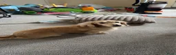 Miniature Dachshund dogs for stud: KC REGISTERED CREAM MINIATURE DACHSHUND FOR STUD - Advert 4