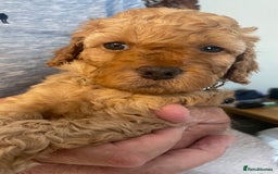 Cavapoo dogs for sale: Quality cavapoo puppies  - Image 13