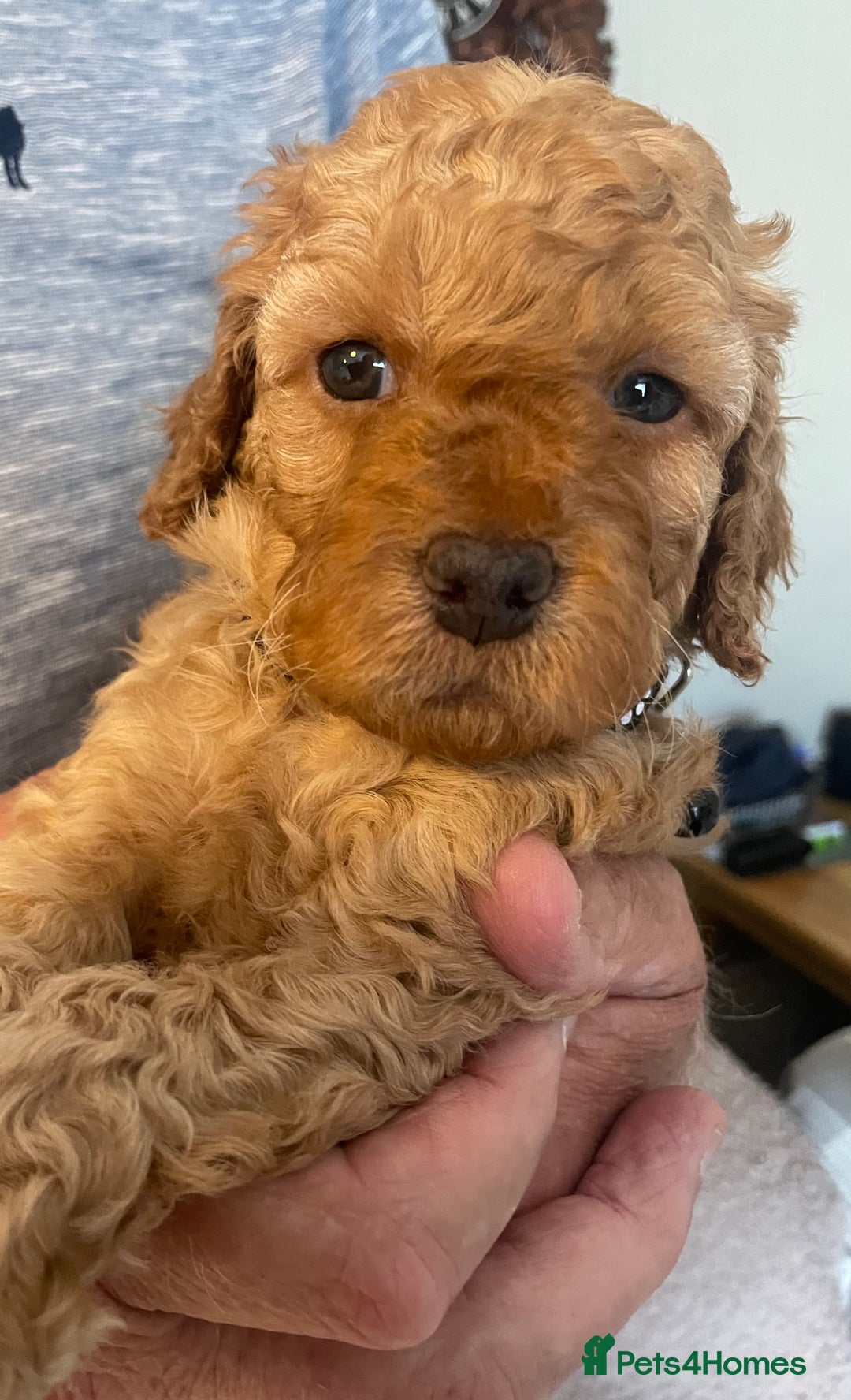 Cavapoo dogs for sale: Quality cavapoo puppies  - Image 13
