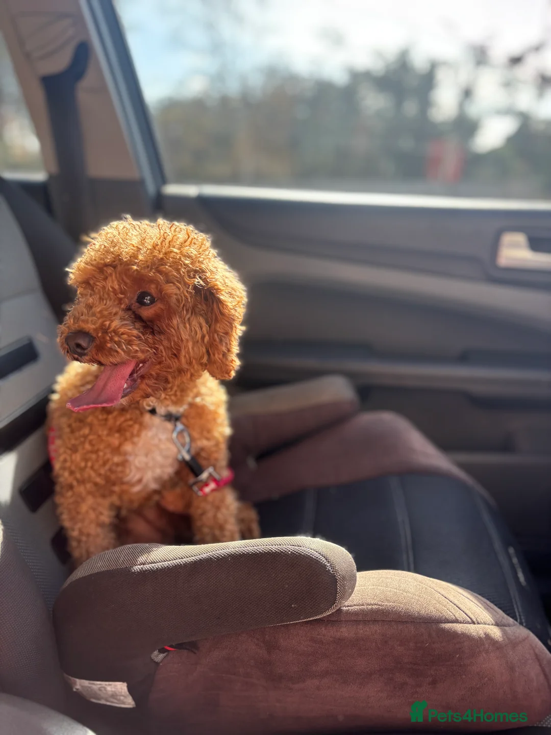 Cockapoo dogs for sale: Dolly💖 - Advert 3