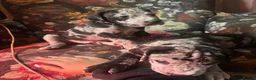 Great Dane dogs for sale: Great Dane puppies for sale  in Wakefield - Advert 4