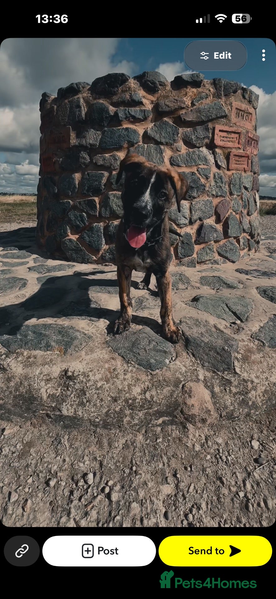 Mixed Breed dogs for sale: 5 month old lab x saluki  - Advert 1