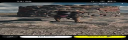 Mixed Breed dogs for sale: 5 month old lab x saluki  in Barnsley - Advert 1