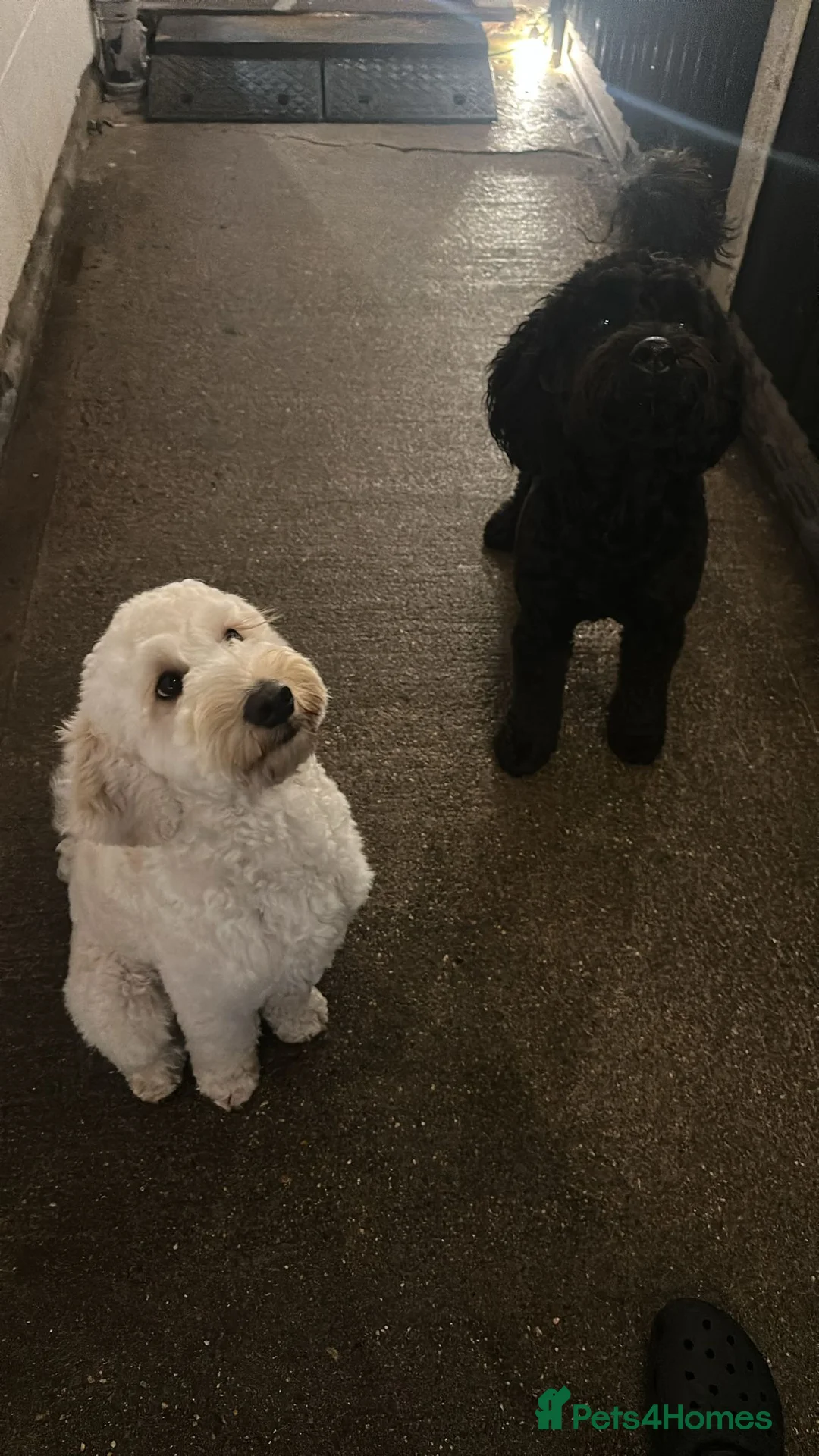 Labradoodle dogs for stud: Available for stud in Petworth - Advert 2