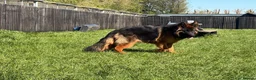 German Shepherd dogs for sale: Beautiful German shepherd female  - Advert 5