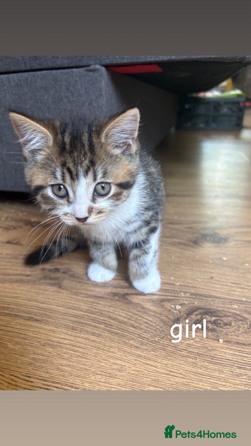 Scottish Fold cats Beautiful kitten Scottish fold - Advert 1