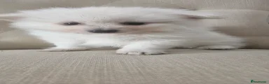 Pomeranian Puppy 3