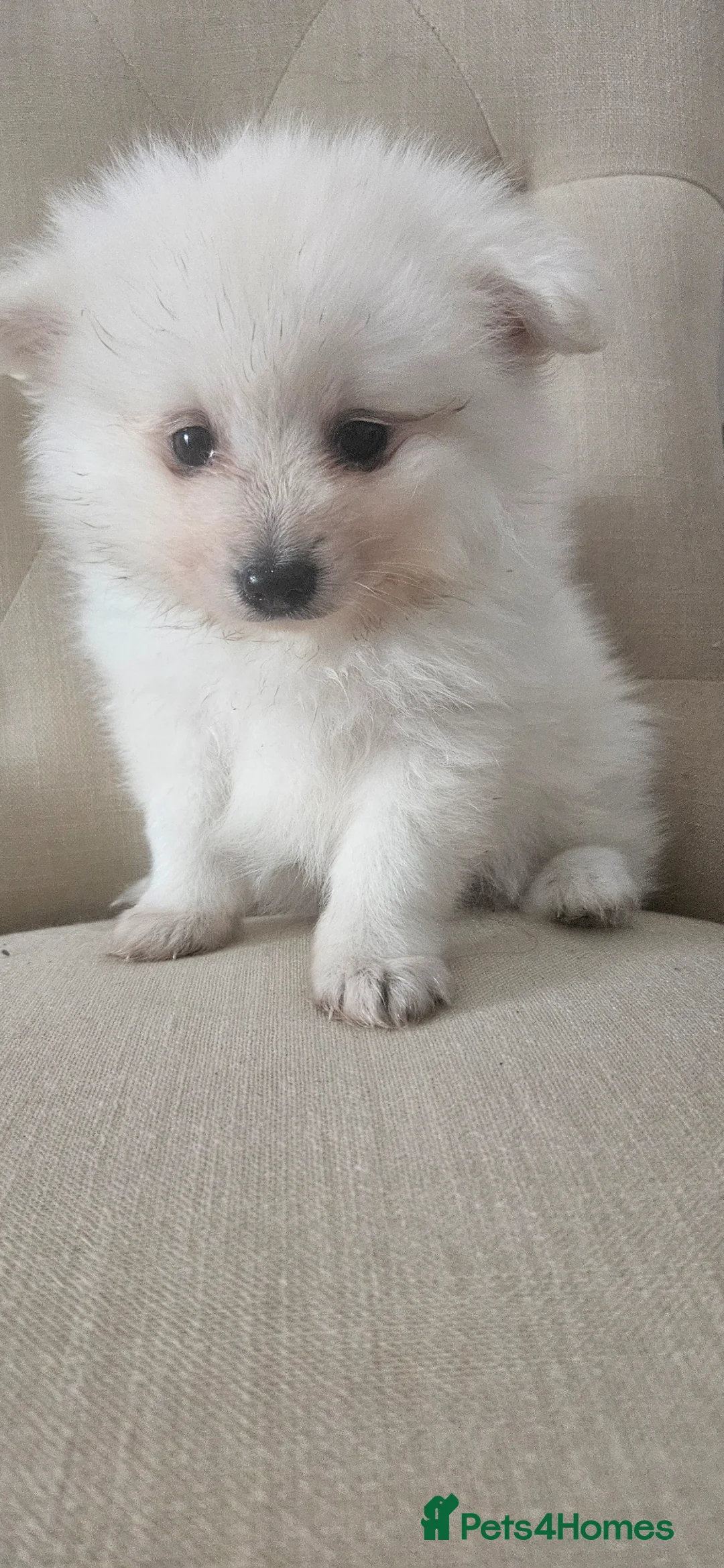 Pomeranian dogs for sale: Beautiful white Pommerian puppies - Advert 12