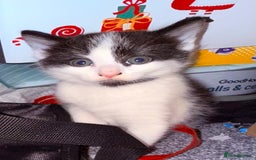 Domestic Shorthair cats for sale: 1 male and 2 female cats for sale - Image 7